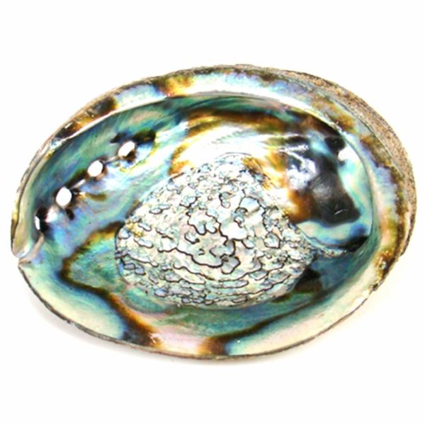 Coquille d'ormeau pour fumigation de la sauge Livré 24/72h